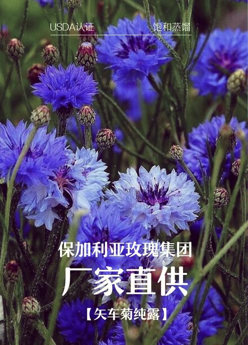 国产做受与进口竹菊